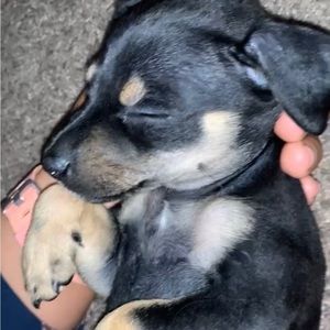 Meet your Posher, Lexie